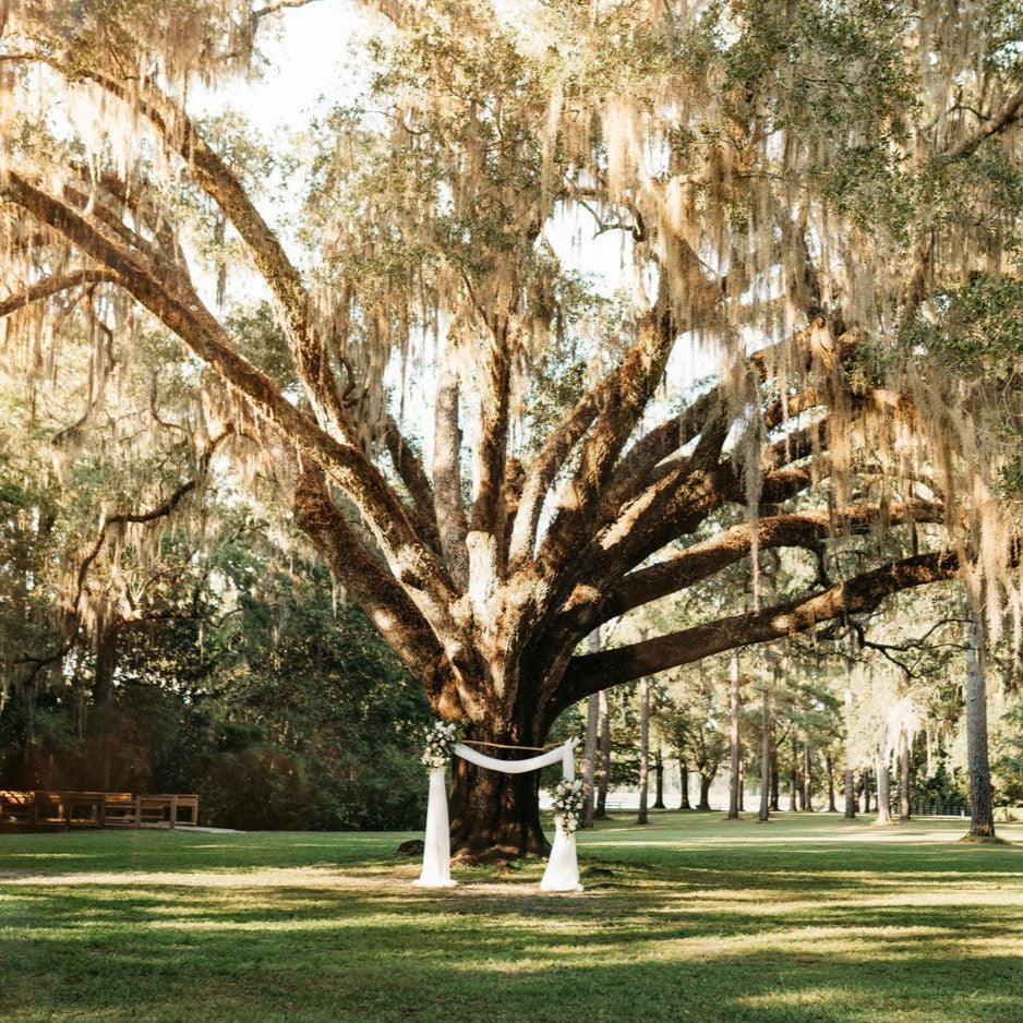 Large tree with hanging Spanish moss in a park setting with tree branch wedding arch rental at Eden Gardens State Park, FLorida.