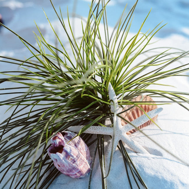 seashell and starfish aisle marker rental in panama city beach